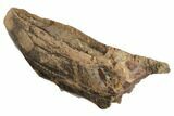 Hadrosaur (Edmontosaurus) Maxilla - South Dakota #192582-2
